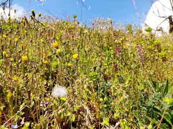 Close-up of yellow flowering plants on field