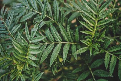 Close-up of fresh green plant