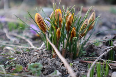 plant
