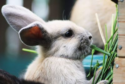 Bunny eating grass