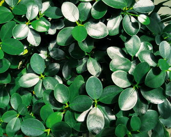 Full frame shot of leaves