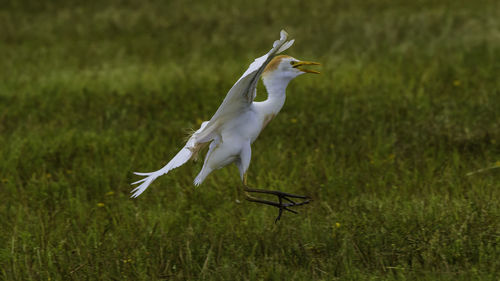 Bird flying over a field