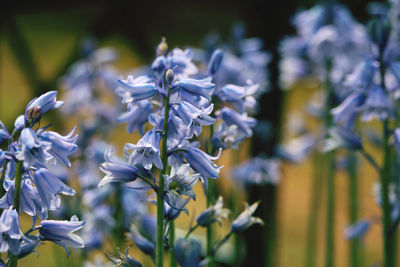 Close-up of purple flowering plant