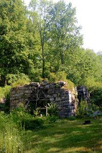 Trees on grassy field