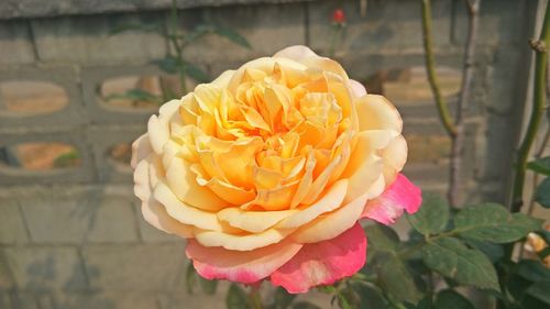 Close-up of rose against blurred background