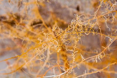 Close-up of branches against blurred background