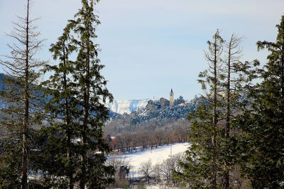 Trees in forest during winter