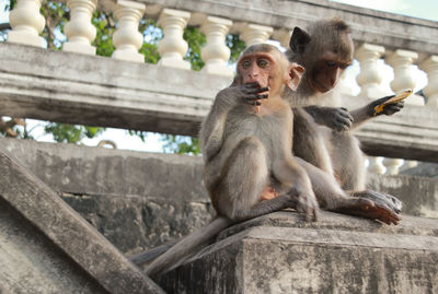 View of monkey sitting on railing