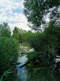 Scenic view of river in forest against sky