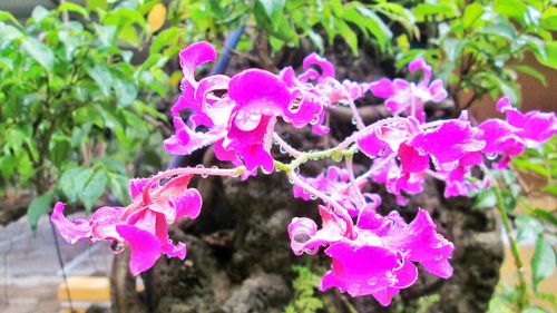 Close-up of pink flowers blooming outdoors