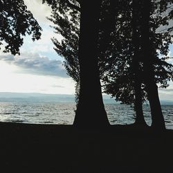 Close-up of tree trunk by sea against sky