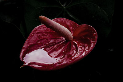 High angle view of red rose on black background