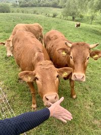 Cows on field