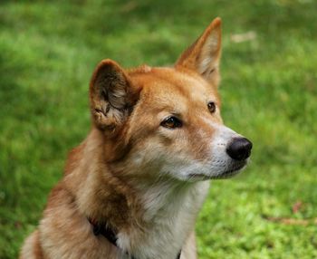 Close-up of dog on grass