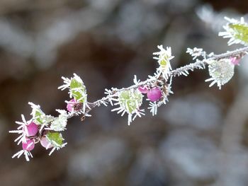 Close-up of snow on plant during winter