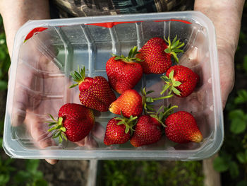 High angle view of strawberries in container