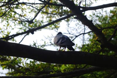 Bird perching on a tree