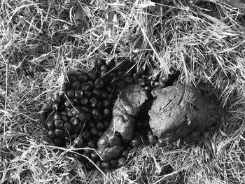 High angle view of eggs in nest on field