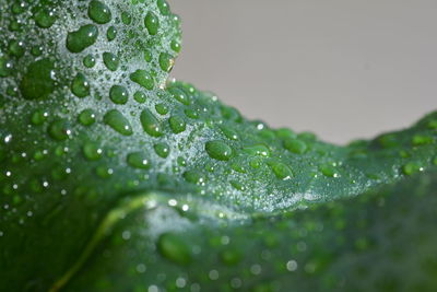 Close-up of water drops on leaf