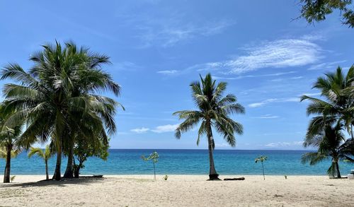 Palm trees on beach against sky