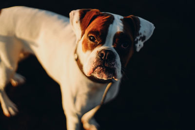 Young boxer dog, expressive muzzle