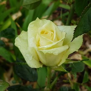 Close-up of yellow rose blooming in garden