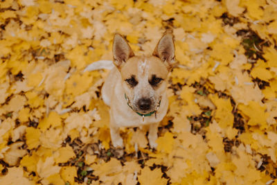 Portrait of dog sitting on leaves during autumn
