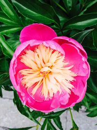 Close-up of pink flower