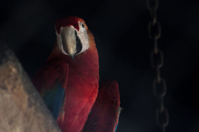 Close-up of bird