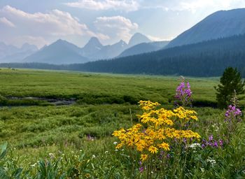 Scenic view of flowering plants on field against mountains