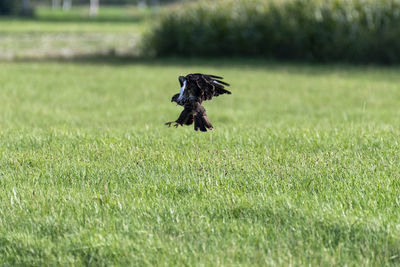 View of a bird on field