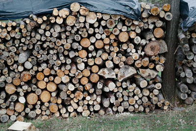 Stack of logs in forest