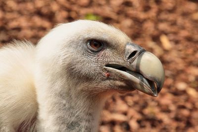 Close-up of animal eye