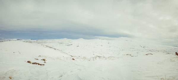 Flock of birds flying over land against sky