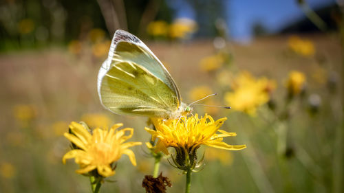 Close-up of butterfly pollinating on yellow flower