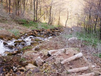 Stream flowing in forest