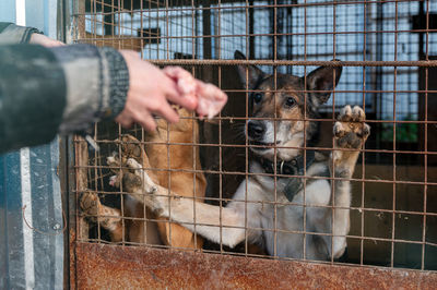 Dog at the shelter. animal shelter volunteer takes care of dogs. lonely dogs in cage