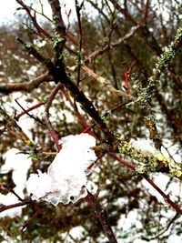 Close-up of leaves on branch