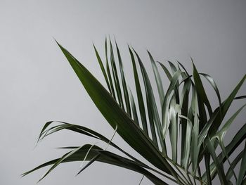 Close-up of plant against white background