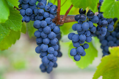 Close-up of grapes growing in vineyard