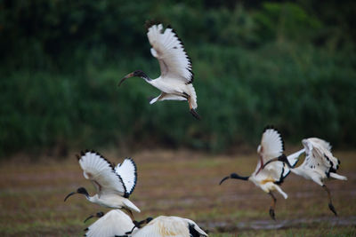 Flock of birds flying