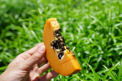 Cropped image of person holding orange leaf