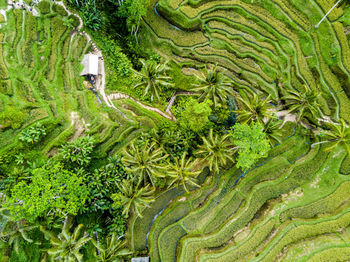 Scenic view of rice paddy
