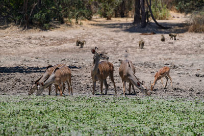 Side view of deer in a field