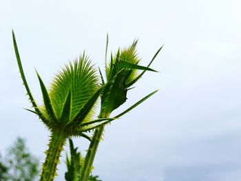 Close-up of plant against sky