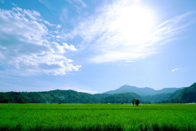 Scenic view of agricultural field against sky