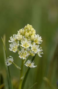 Close-up of white flowering plant on field