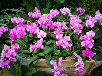 Pink flowers blooming outdoors