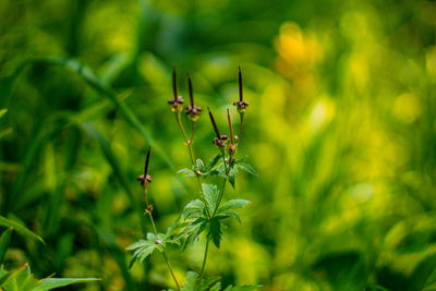 Close-up of insect on plant