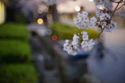 Close-up of cherry blossom in park